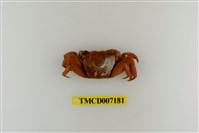 藏品(斑點擬相手蟹)的圖片